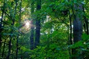 Wald-Sonne1-1920x1920-1800x1800.jpg